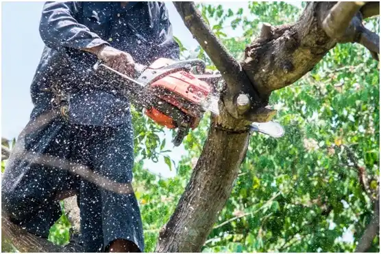 tree services Fayette City